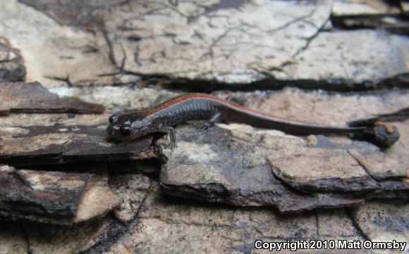 Northern Zigzag Salamander (Plethodon dorsalis)