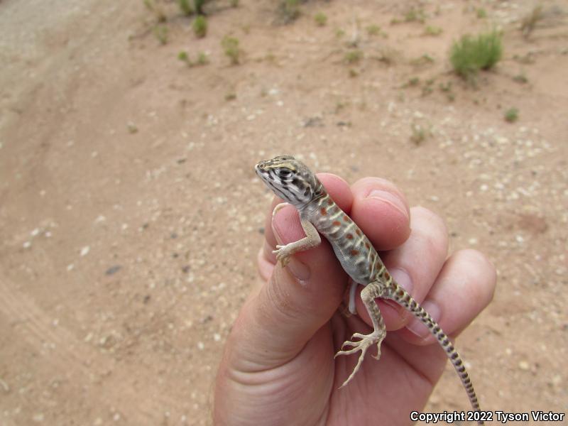 Longnose Leopard Lizard (Gambelia wislizenii)