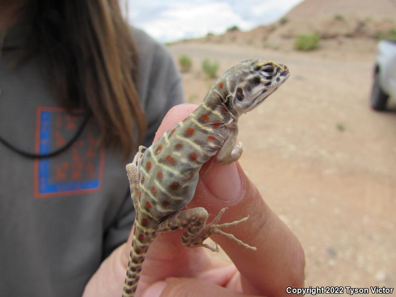 Longnose Leopard Lizard (Gambelia wislizenii)