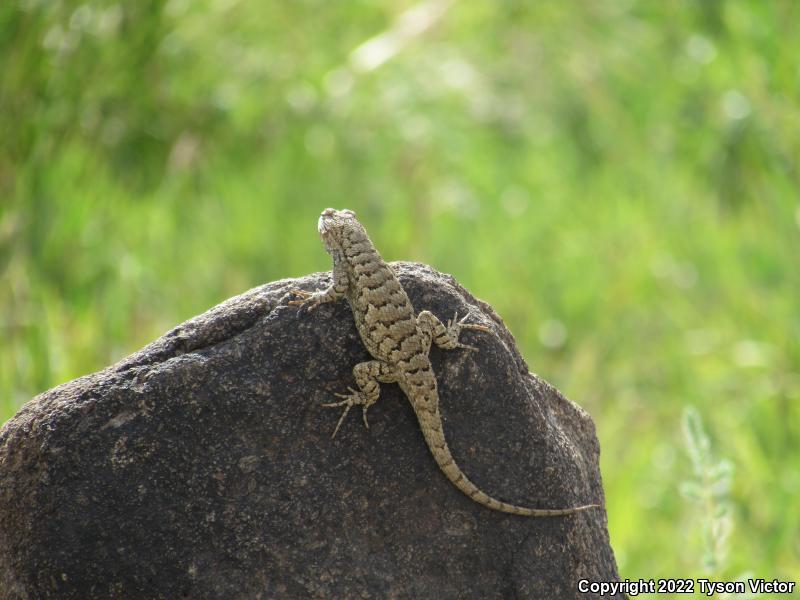 Plateau Fence Lizard (Sceloporus tristichus)