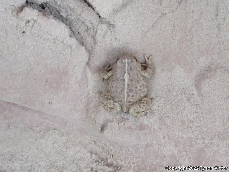 Woodhouse's Toad (Anaxyrus woodhousii woodhousii)