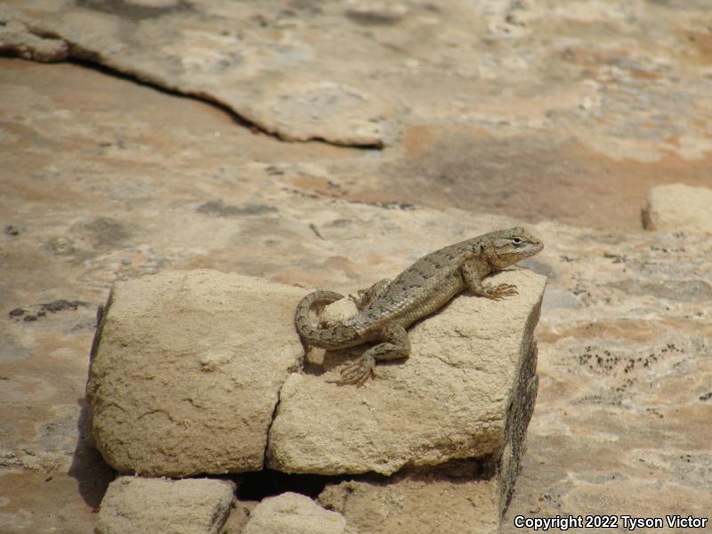 Plateau Fence Lizard (Sceloporus tristichus)