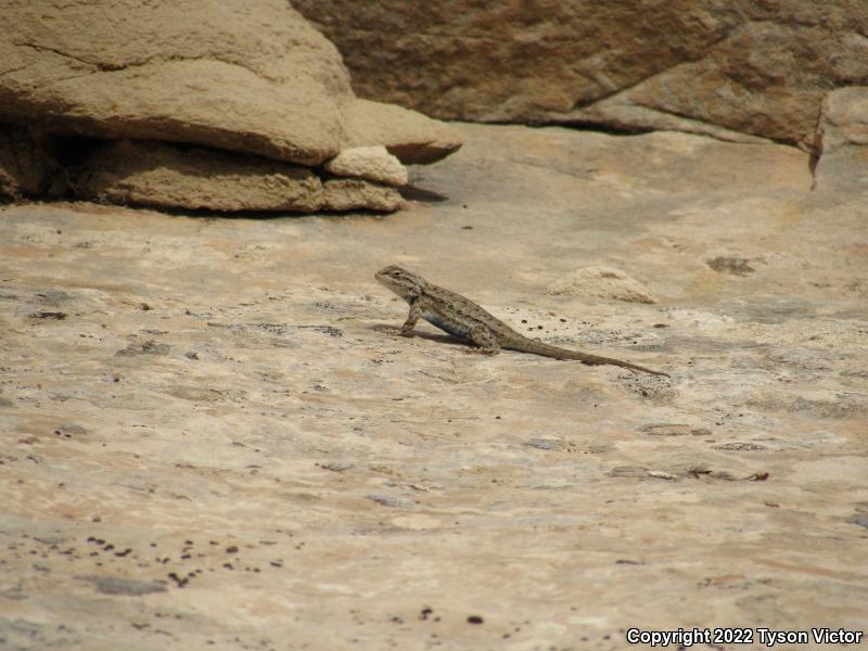 Plateau Fence Lizard (Sceloporus tristichus)