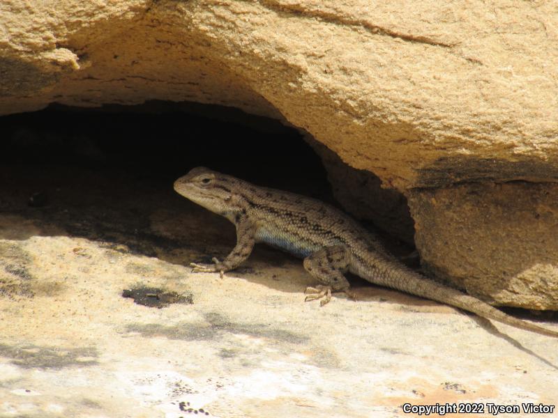 Plateau Fence Lizard (Sceloporus tristichus)