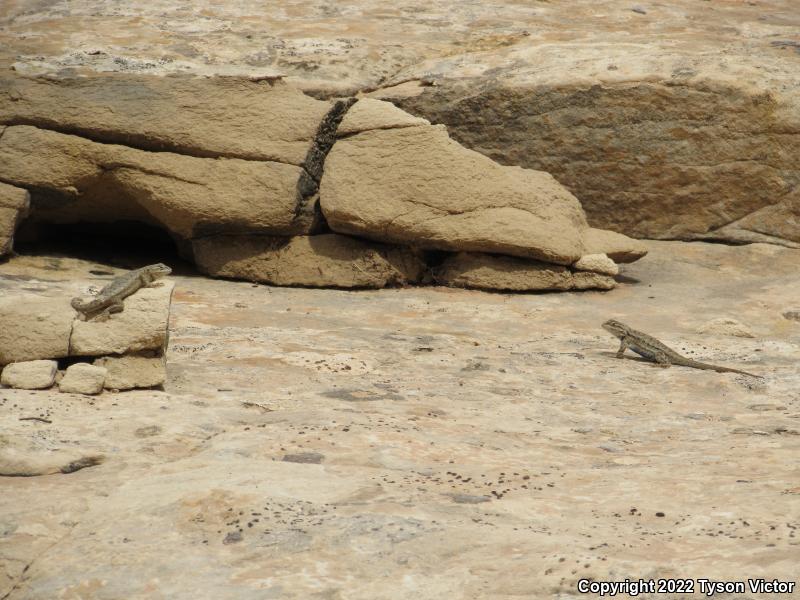 Plateau Fence Lizard (Sceloporus tristichus)