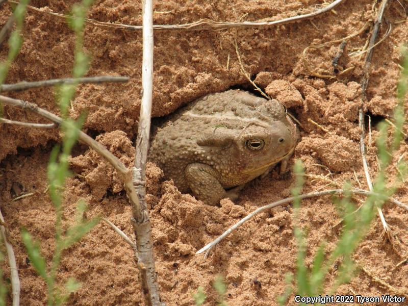 Woodhouse's Toad (Anaxyrus woodhousii woodhousii)