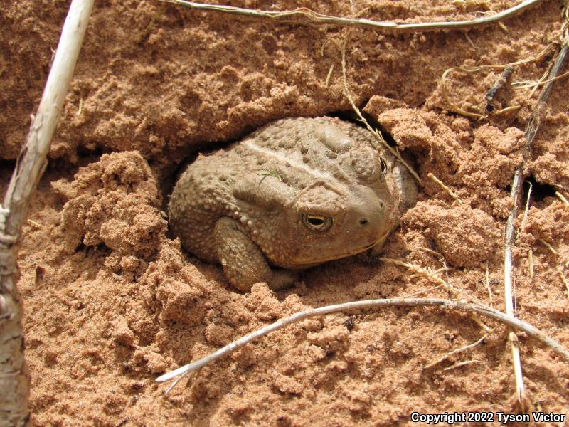 Woodhouse's Toad (Anaxyrus woodhousii woodhousii)