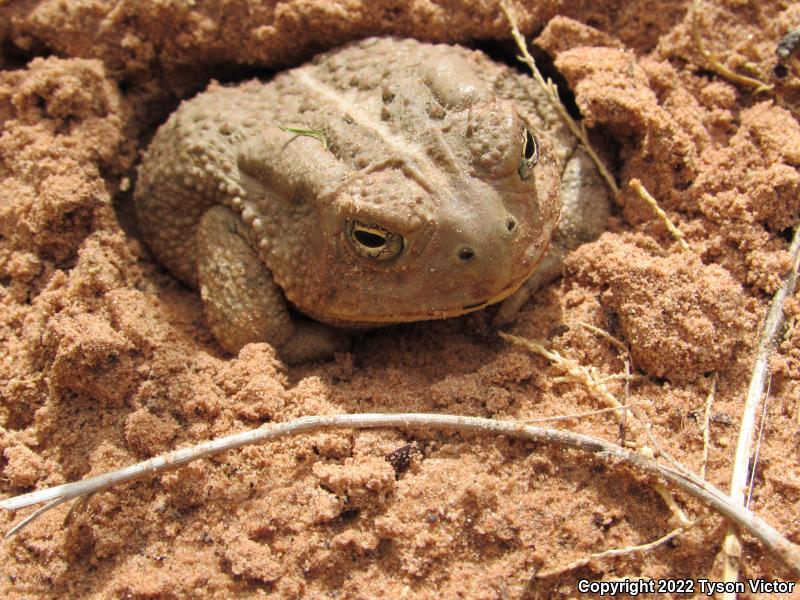 Woodhouse's Toad (Anaxyrus woodhousii woodhousii)