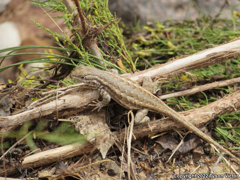 Northern Sagebrush Lizard (Sceloporus graciosus graciosus)