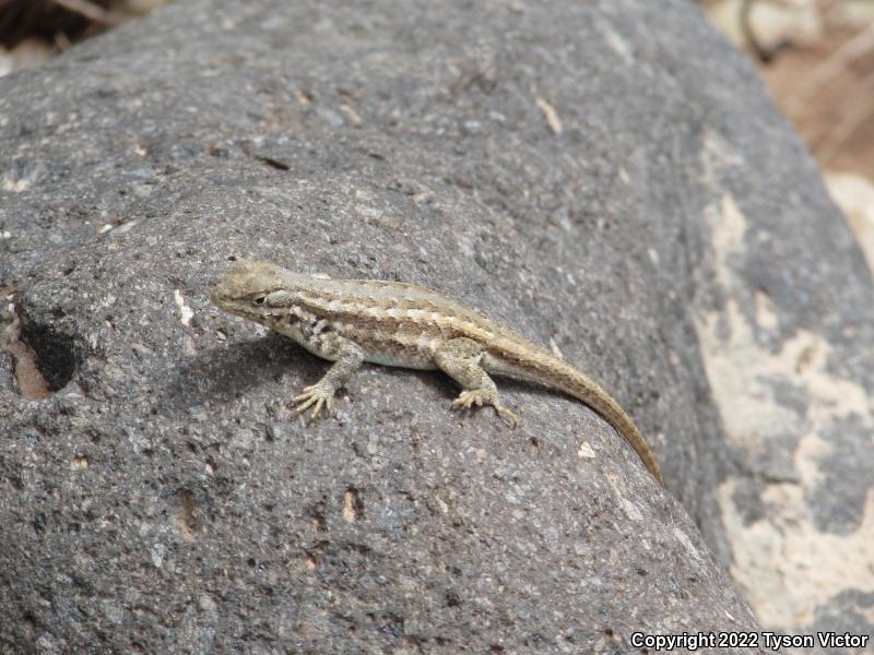 Northern Sagebrush Lizard (Sceloporus graciosus graciosus)