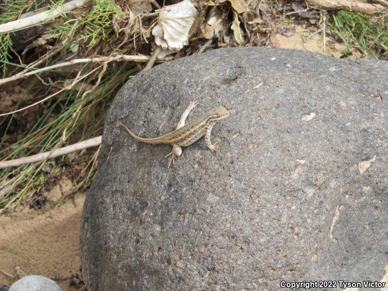 Northern Sagebrush Lizard (Sceloporus graciosus graciosus)