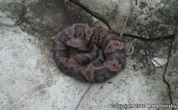 Western Cottonmouth (Agkistrodon piscivorus leucostoma)