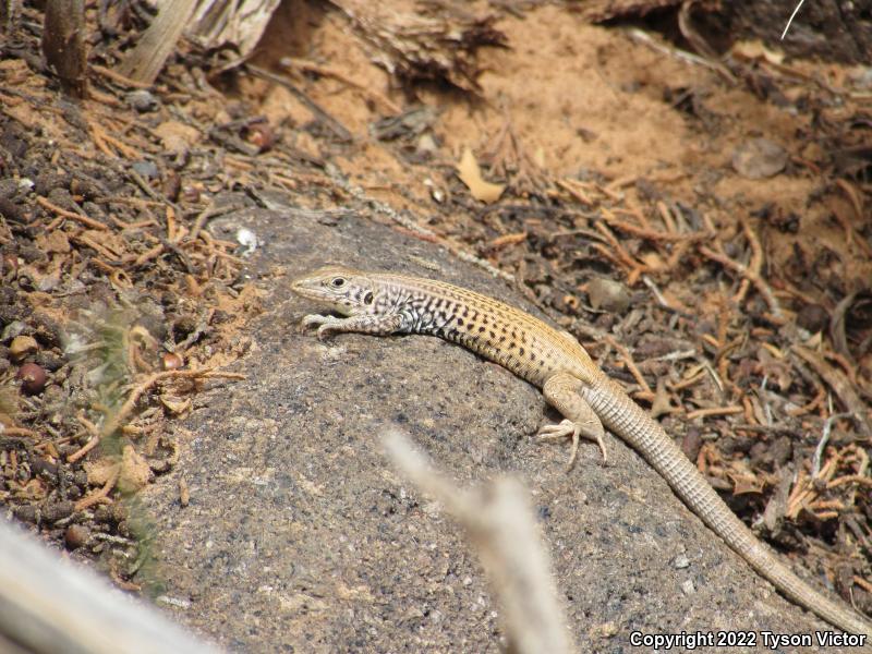 Northern Whiptail (Aspidoscelis tigris septentrionalis)