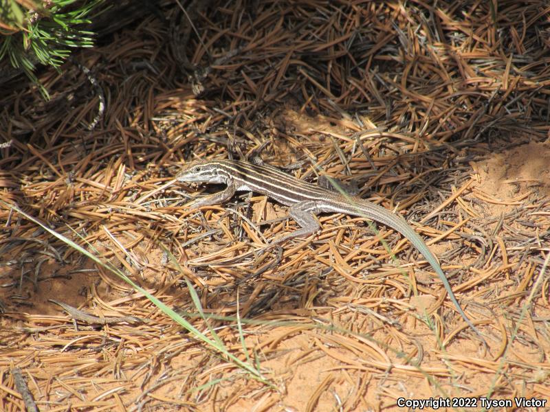 Plateau Striped Whiptail (Aspidoscelis velox)