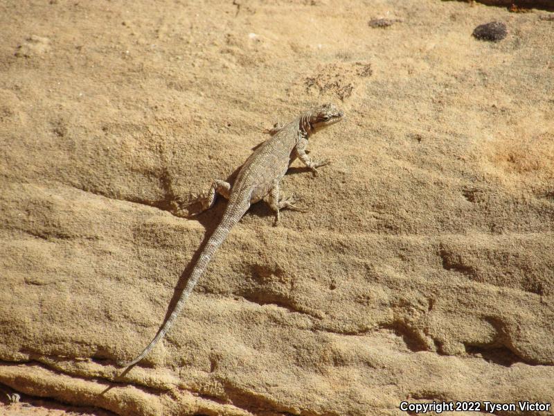 Northern Tree Lizard (Urosaurus ornatus wrighti)