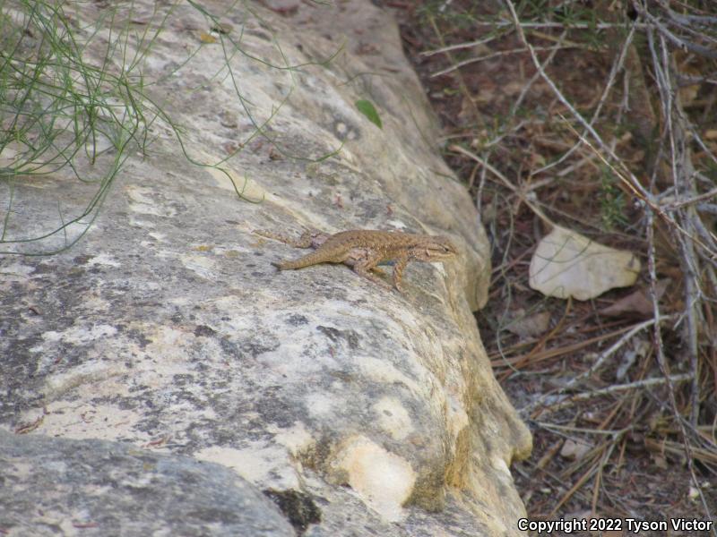 Plateau Fence Lizard (Sceloporus tristichus)