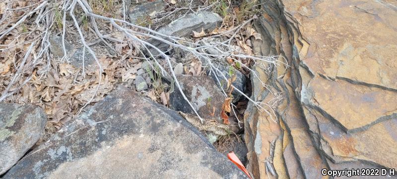 Timber Rattlesnake (Crotalus horridus)