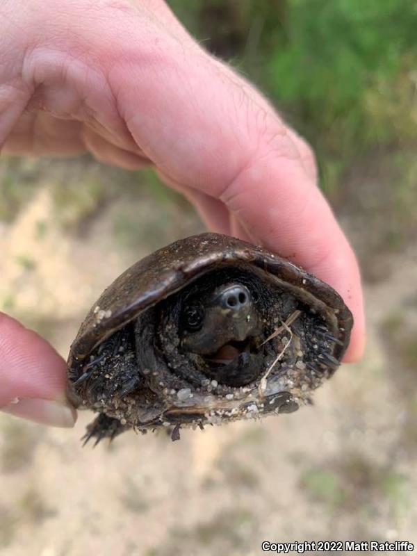 Eastern Musk Turtle (Sternotherus odoratus)