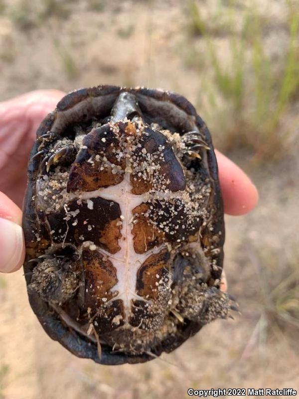 Eastern Musk Turtle (Sternotherus odoratus)