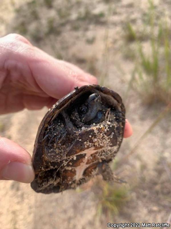 Eastern Musk Turtle (Sternotherus odoratus)