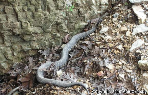 Western Cottonmouth (Agkistrodon piscivorus leucostoma)