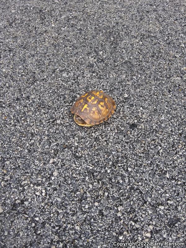 Eastern Box Turtle (Terrapene carolina)