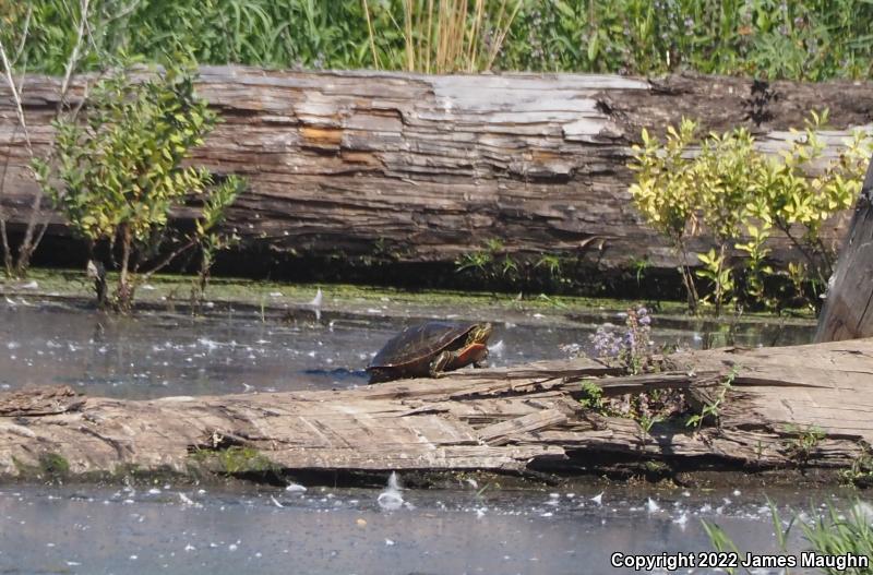 Western Painted Turtle (Chrysemys picta bellii)