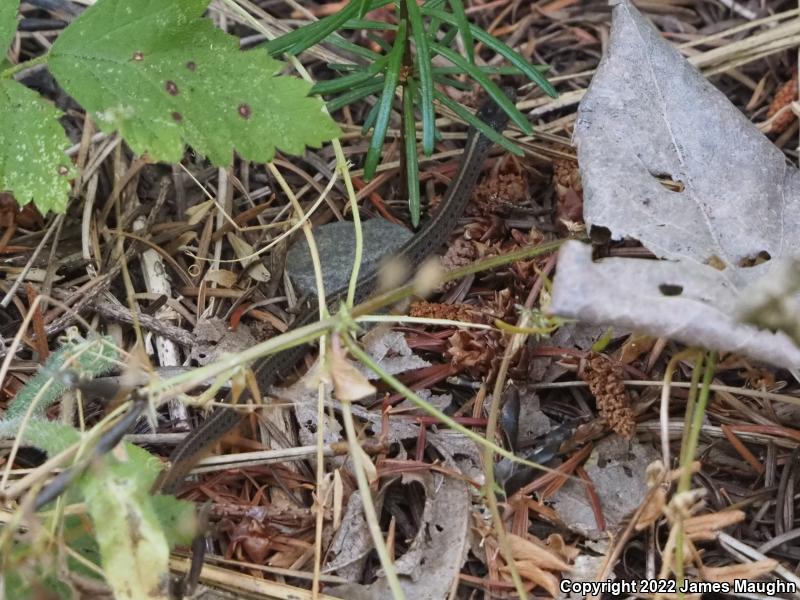 Northwestern Gartersnake (Thamnophis ordinoides)