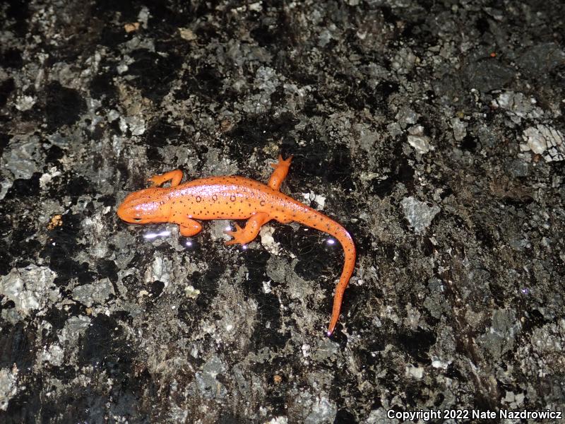 Red-Spotted Newt (Notophthalmus viridescens viridescens)