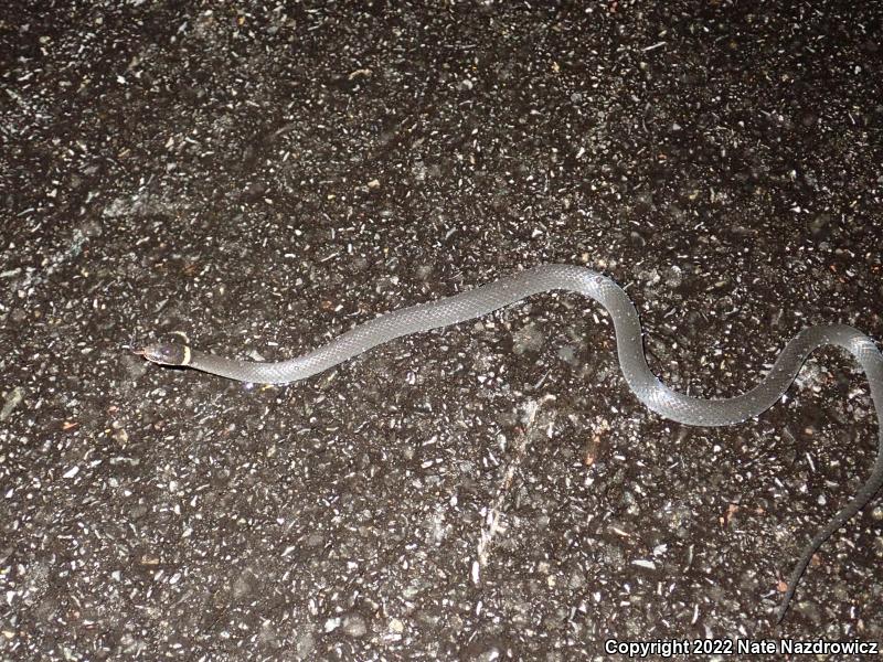 Ring-necked Snake (Diadophis punctatus)