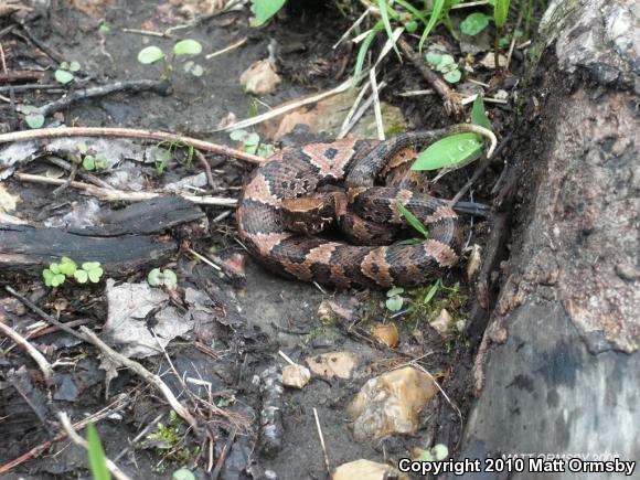 Western Cottonmouth (Agkistrodon piscivorus leucostoma)