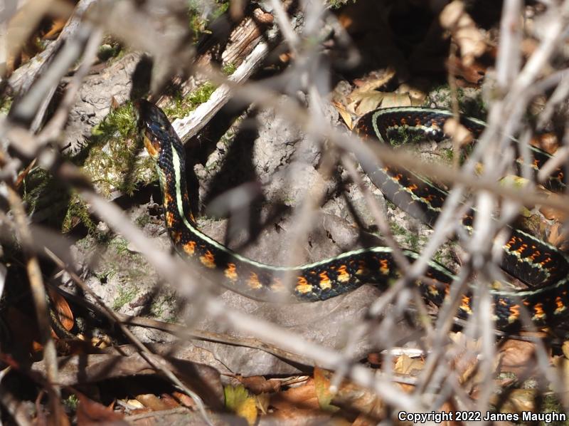 Red-Spotted Gartersnake (Thamnophis sirtalis concinnus)