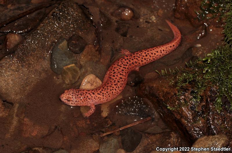 Black-chinned Red Salamander (Pseudotriton ruber schencki)