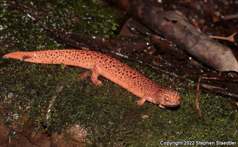 Black-chinned Red Salamander (Pseudotriton ruber schencki)