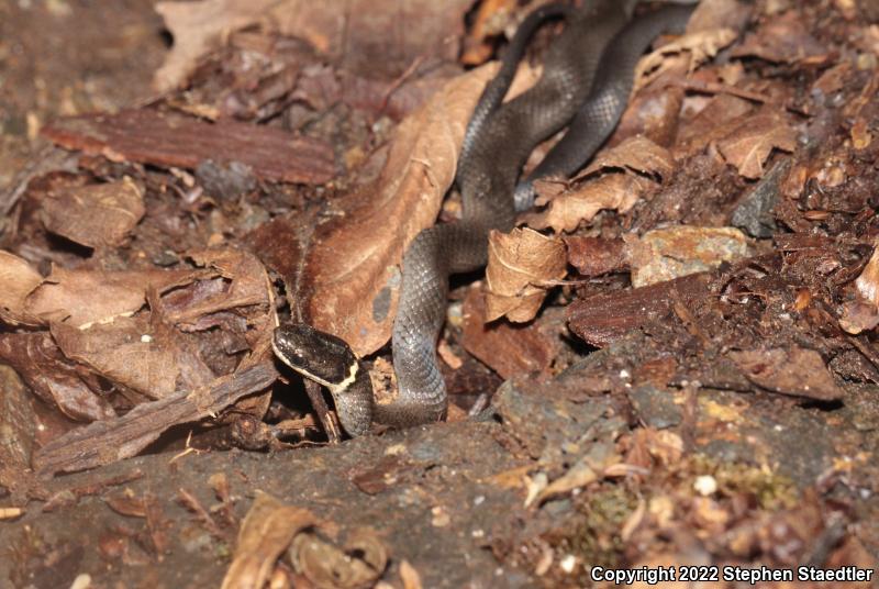 Northern Ring-necked Snake (Diadophis punctatus edwardsii)