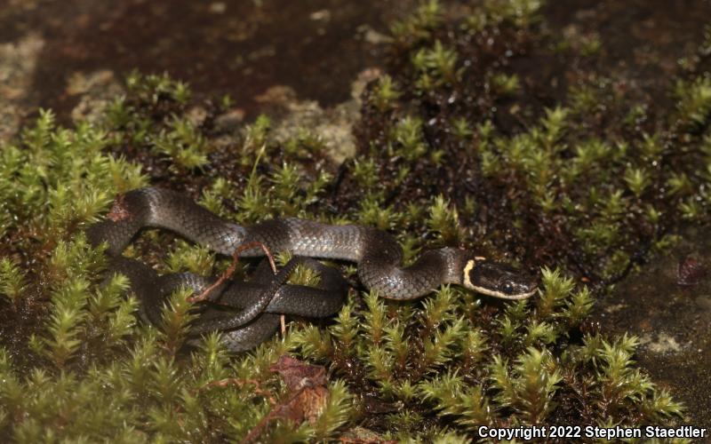 Northern Ring-necked Snake (Diadophis punctatus edwardsii)