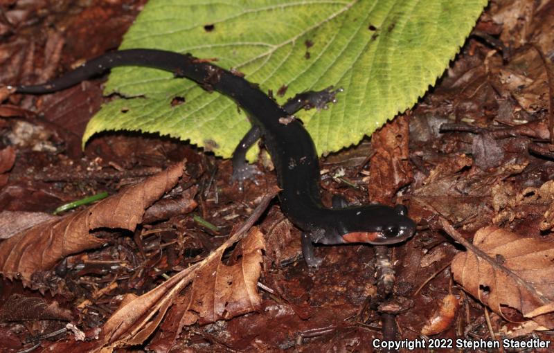 Red-cheeked Salamander (Plethodon jordani)