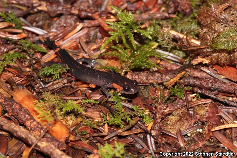 Red-cheeked Salamander (Plethodon jordani)