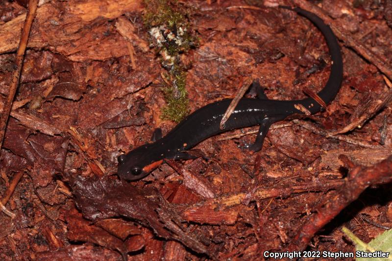 Red-cheeked Salamander (Plethodon jordani)