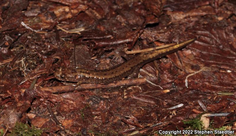 Ocoee Salamander (Desmognathus ocoee)