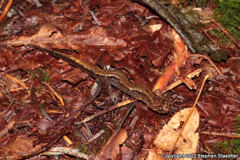 Ocoee Salamander (Desmognathus ocoee)