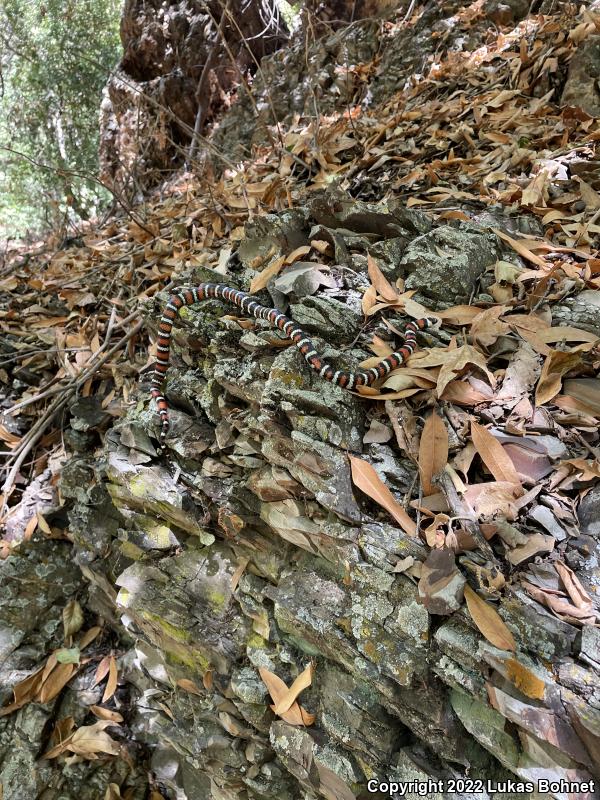 Coast Mountain Kingsnake (Lampropeltis zonata multifasciata)