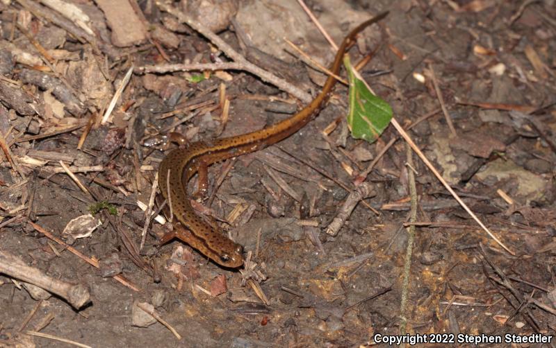 Blue Ridge Two-lined Salamander (Eurycea wilderae)