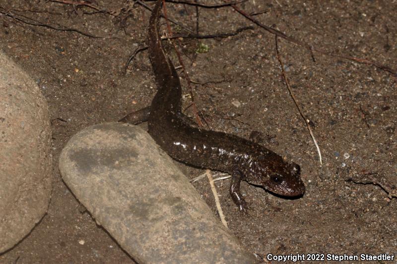 Black-bellied Salamander (Desmognathus quadramaculatus)