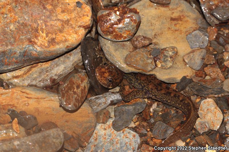 Black-bellied Salamander (Desmognathus quadramaculatus)