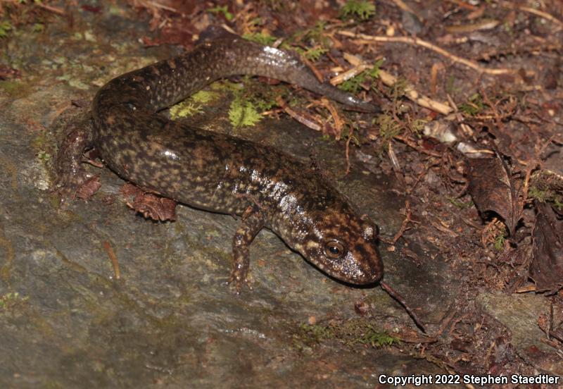 Black-bellied Salamander (Desmognathus quadramaculatus)