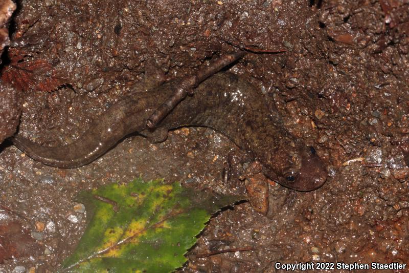 Black-bellied Salamander (Desmognathus quadramaculatus)