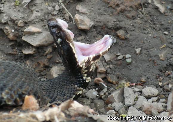 Western Cottonmouth (Agkistrodon piscivorus leucostoma)