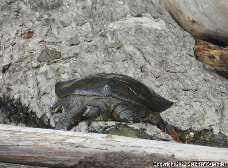 Eastern Spiny Softshell (Apalone spinifera spinifera)