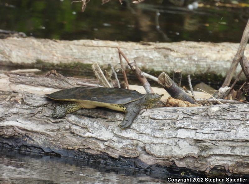 Eastern Spiny Softshell (Apalone spinifera spinifera)